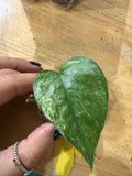 #406 Epipremnum cebu blue GHOST (lightly rooted)