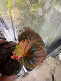 #418 Begonia Cuculata Pink Variegated – 2” Starter Plant