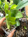 #409 Epipremnum Lemon Meringue - 2” starter plant