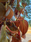 Philodendron Micans (will sunstress pink) Cutting Grower's Choice