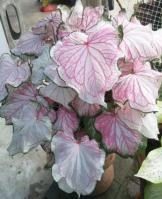 Caladium Dance Skirt Tissue Culture Grower's Choice