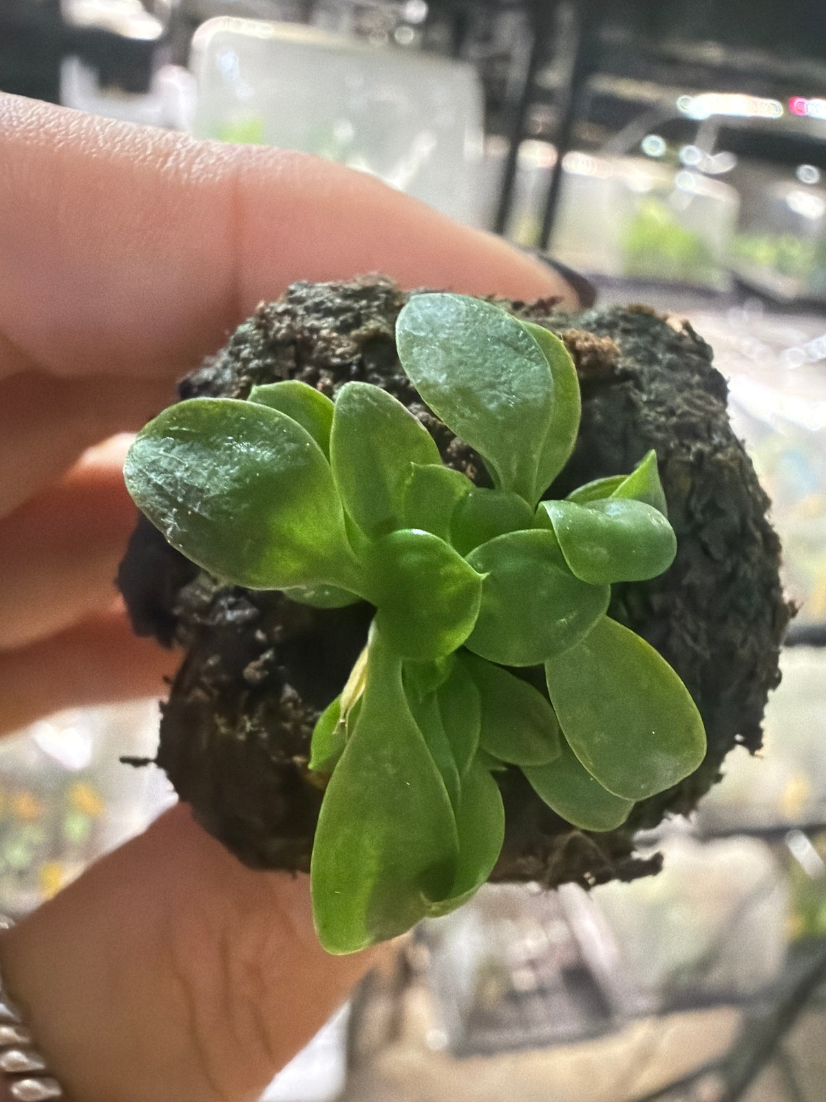 #43 Philodendron Green Princess – 2” Starter Plant