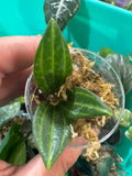 #105? Peperomia Quadrangularis – 2” Starter Plant