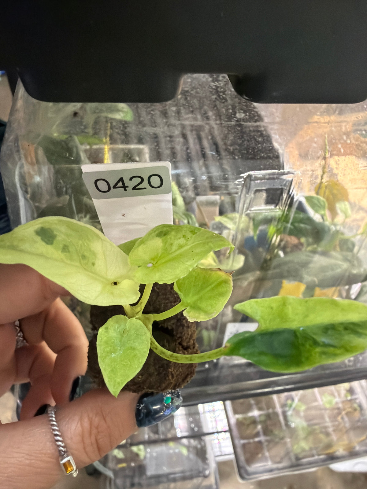 #420 Alocasia Purple Sword Aurea- 2” starter plant