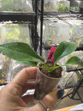 #82 Mini Monstera tetrasperma green – 2” Starter Plant