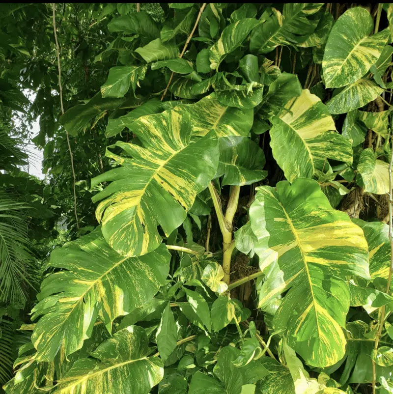 Epipremnum Aurea 'Hawaiian" Cutting Grower's Choice