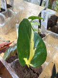 #425 Epipremnum Mutant Manjula (Thai version)- 2” starter plant