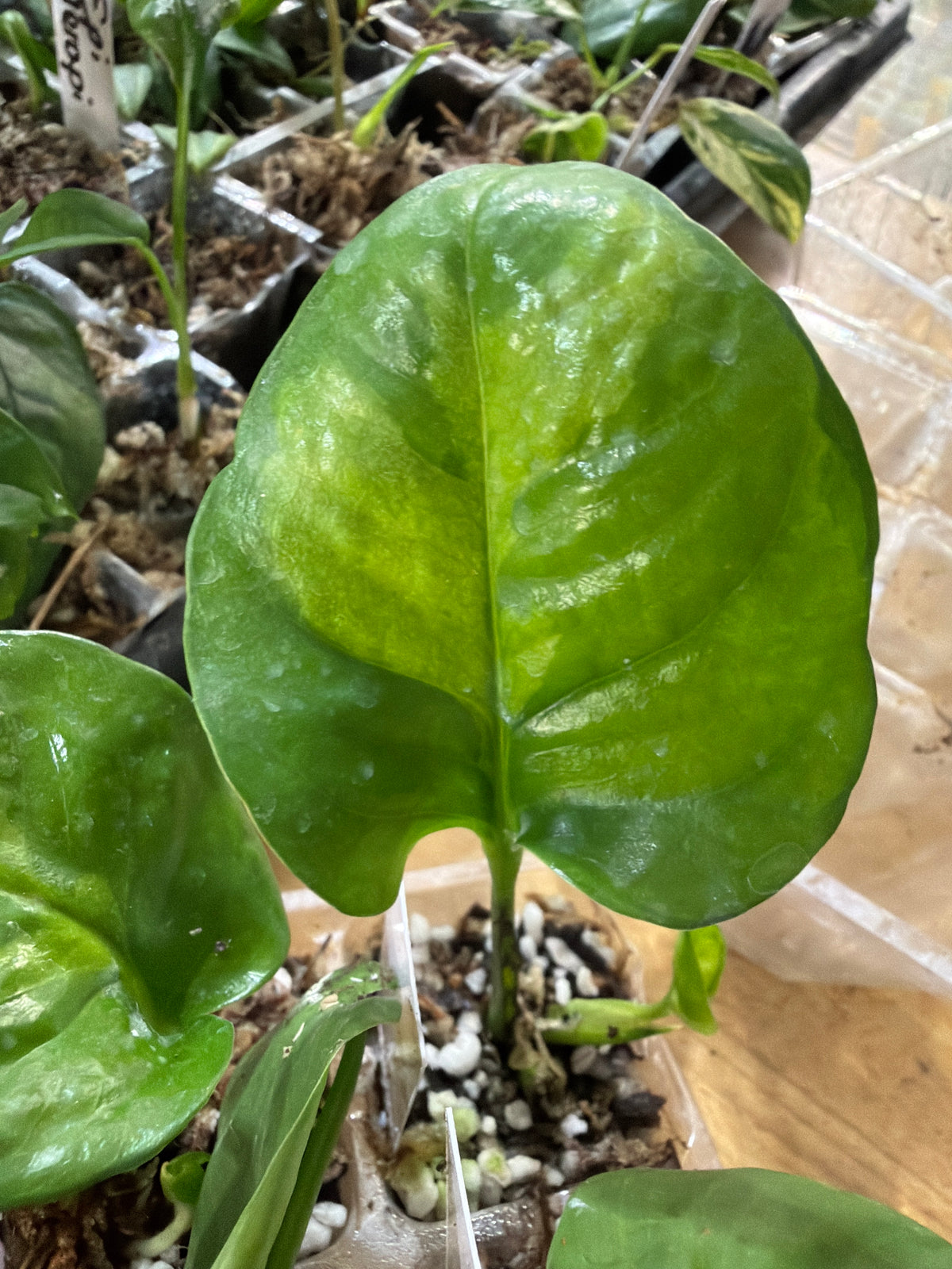 #409 Epipremnum Lemon Meringue - 2” starter plant