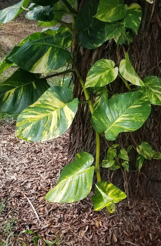 Epipremnum Aurea 'Hawaiian" Cutting Grower's Choice