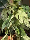 Epipremnum Pinnatum Marble Cutting Grower's Choice