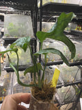 #68 Monstera Spider-Man – 2” Starter Plant
