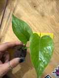 #405 Teruno #14 “Amazon” – 2” Starter Plant