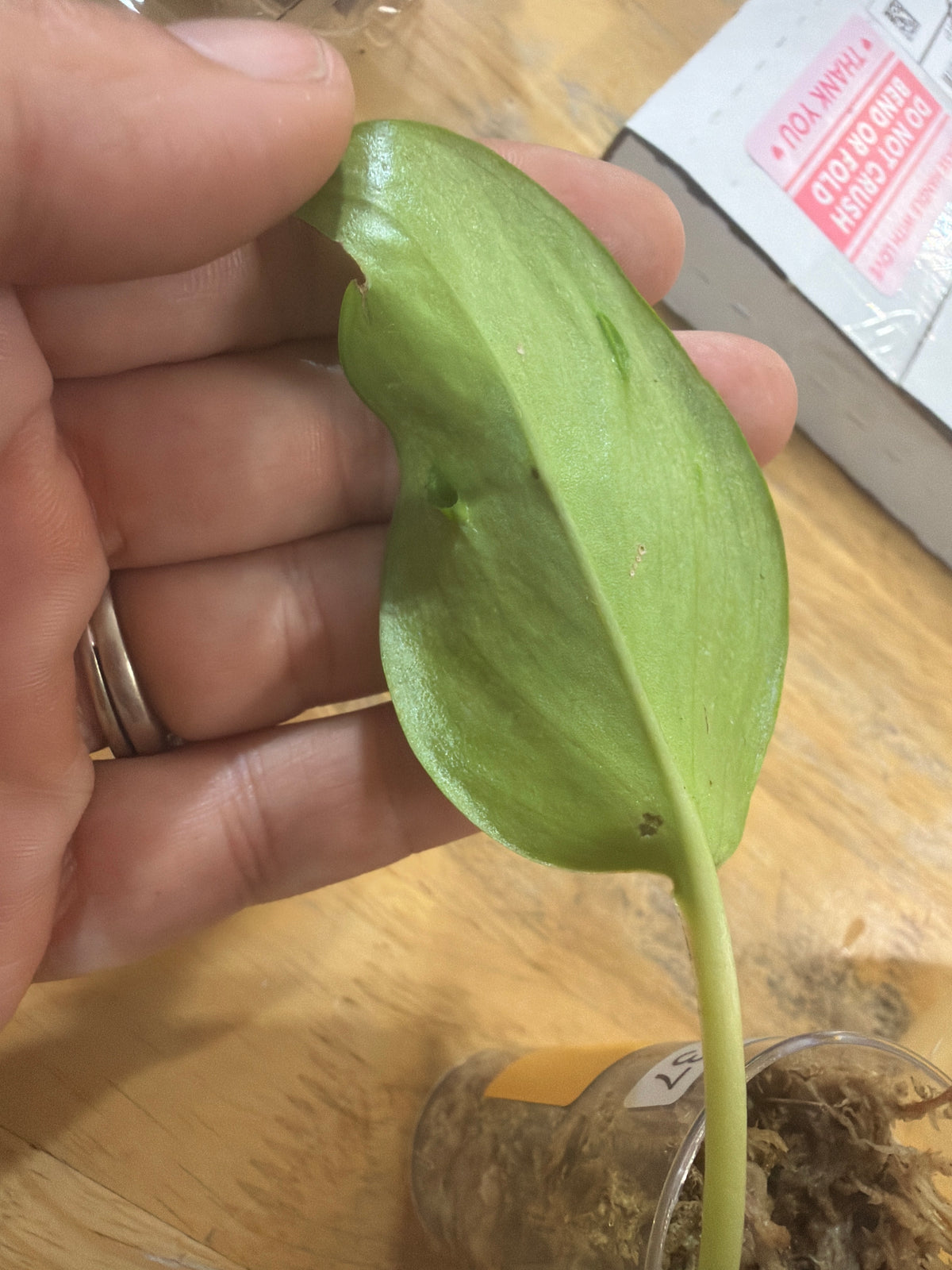 #113 Epipremnum Champs Elysees – 2” Starter Plant