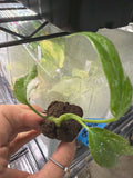 #62 Monstera Borsigiana Albo – 2” Starter Plant
