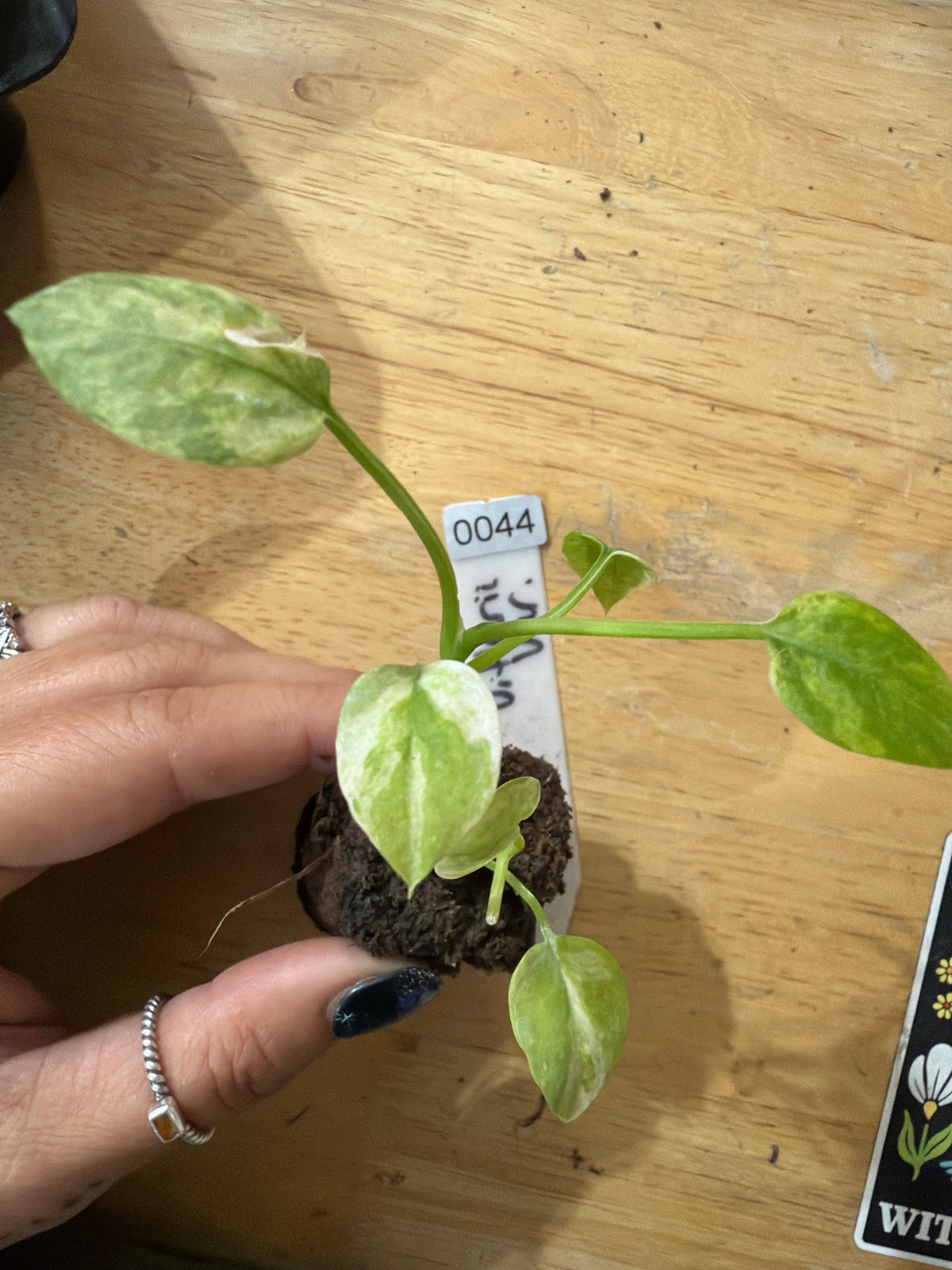 #44 Anthurium Vittarifolium variegated