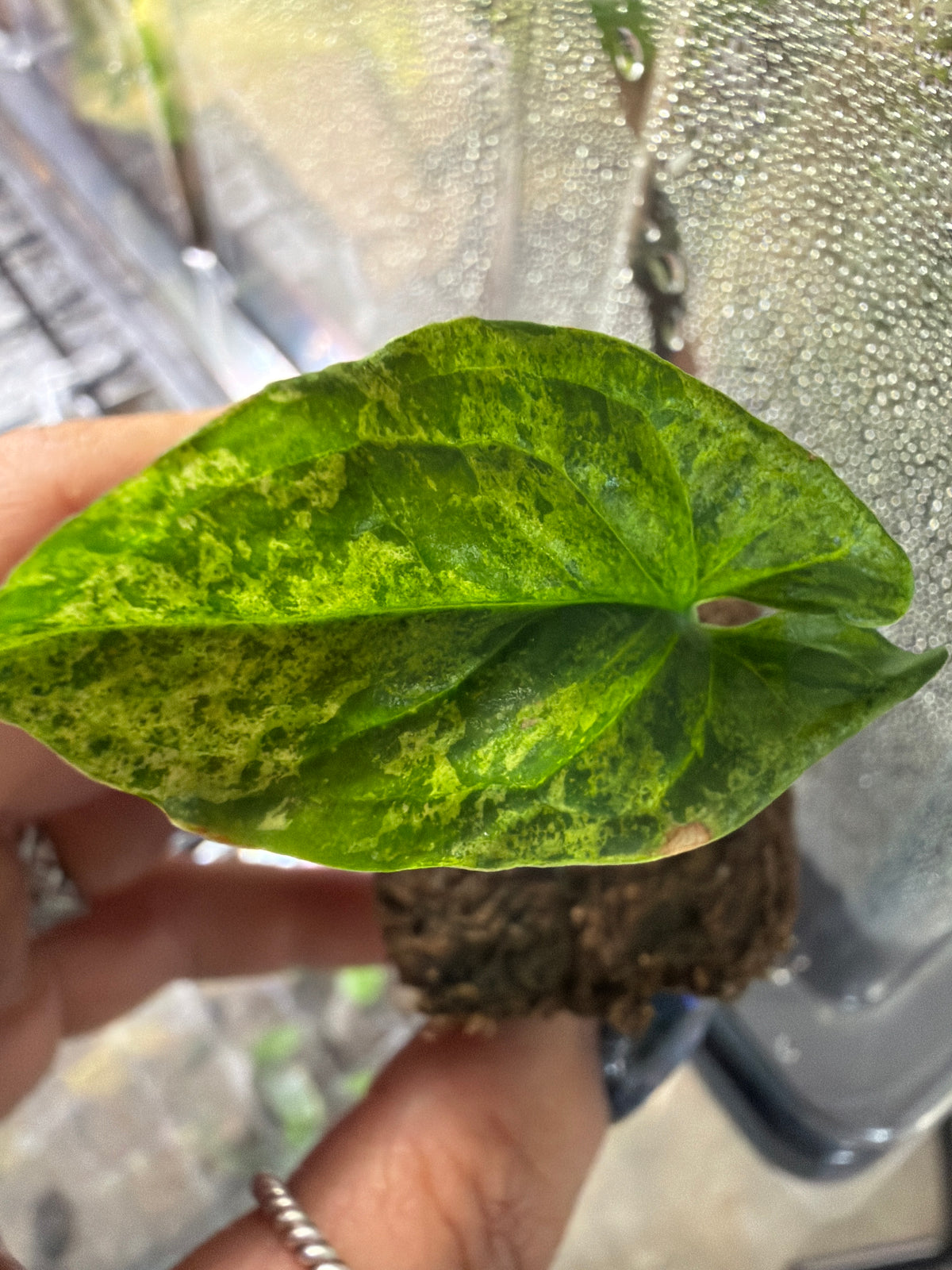 #423 Syngonium Mojito- 2” starter plant