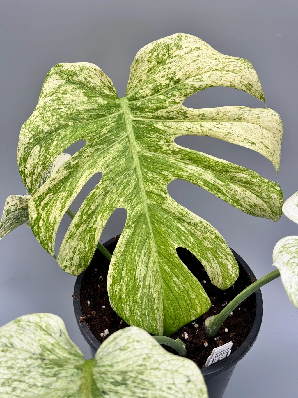 Monstera Mint Tissue Culture Grower's Choice