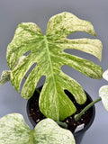 Monstera Mint Tissue Culture Grower's Choice