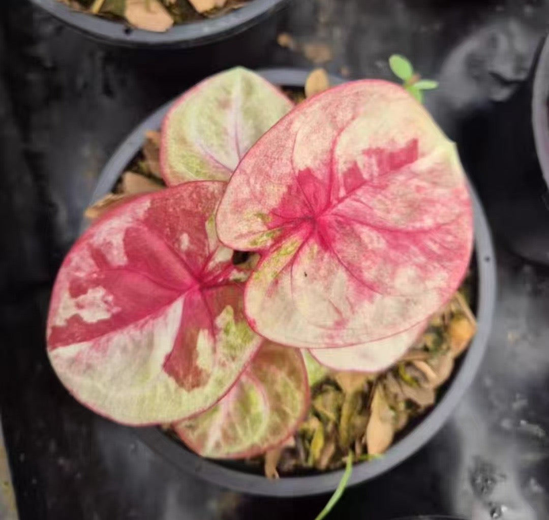 Caladium Nobody’s Baby Tissue Culture Grower's Choice