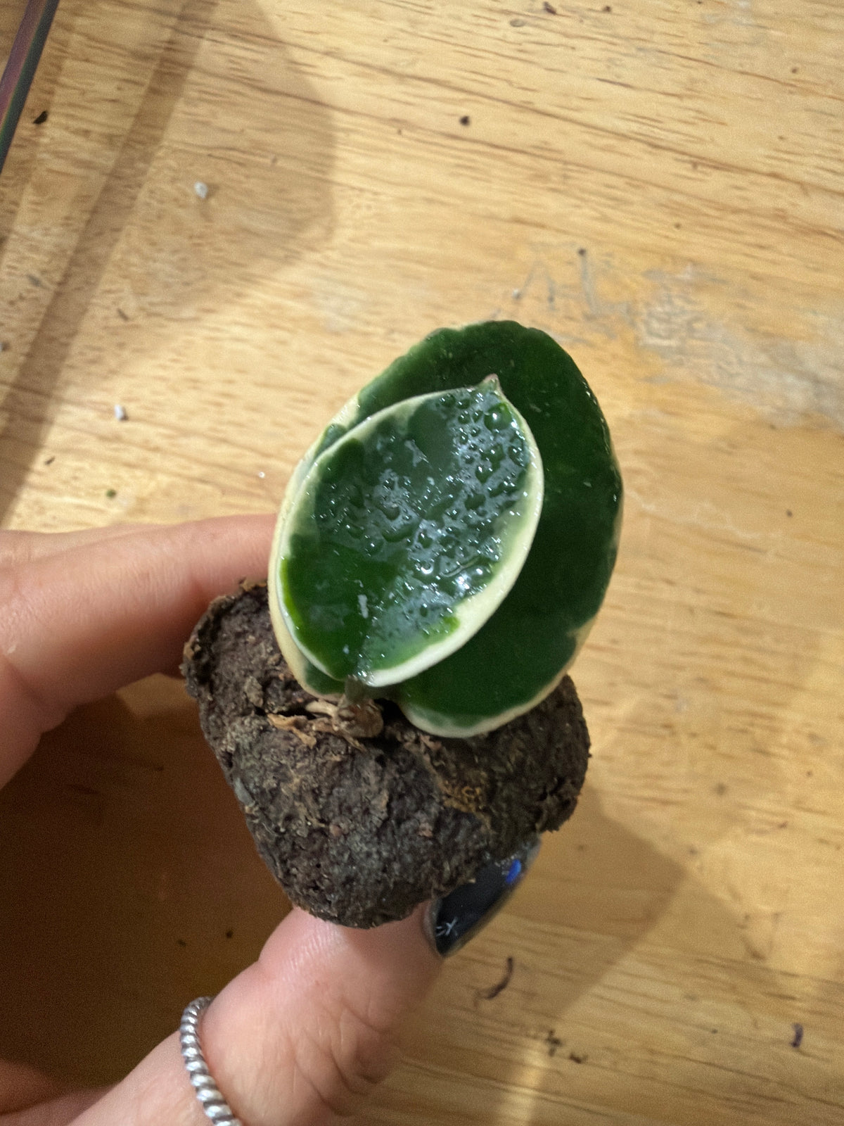 #403 Hoya Krimson Queen (PINK)  – 2” Starter Plant