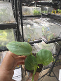 #42 Philodendron Mamei – 2” Starter Plant