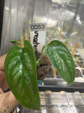 #53 Monstera Siltepecana – 2” Starter Plant