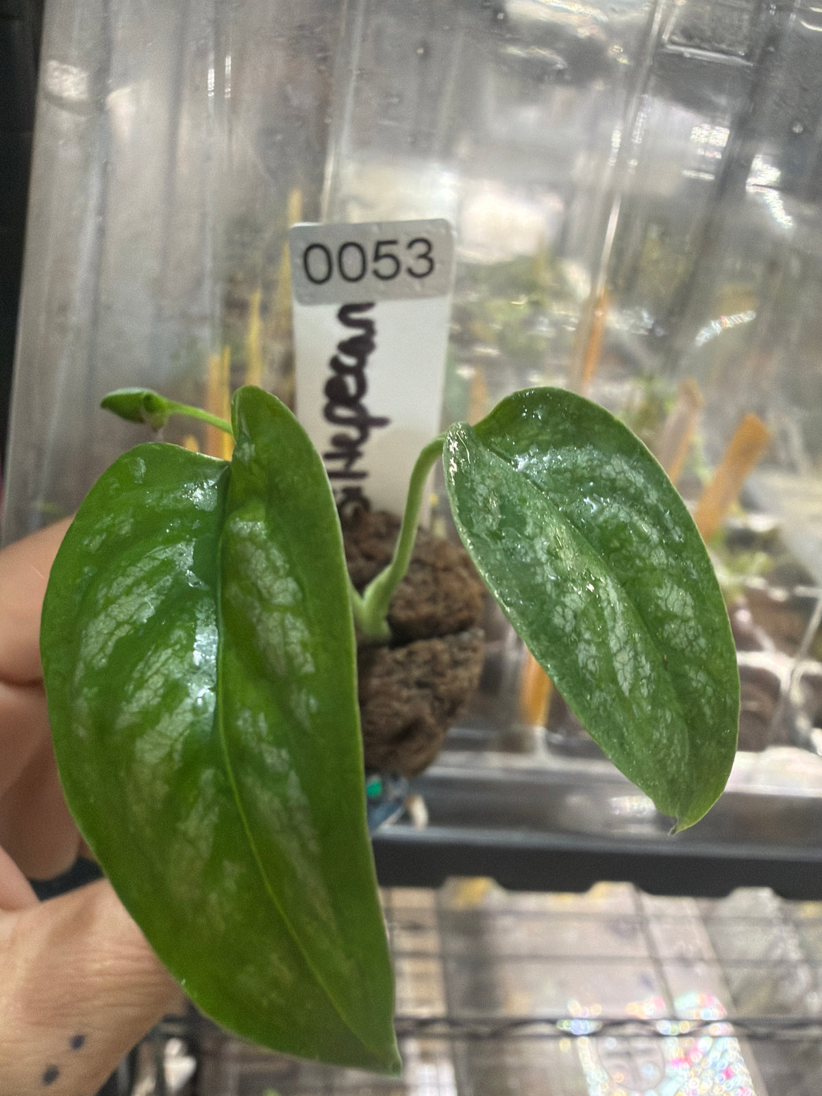 #53 Monstera Siltepecana – 2” Starter Plant