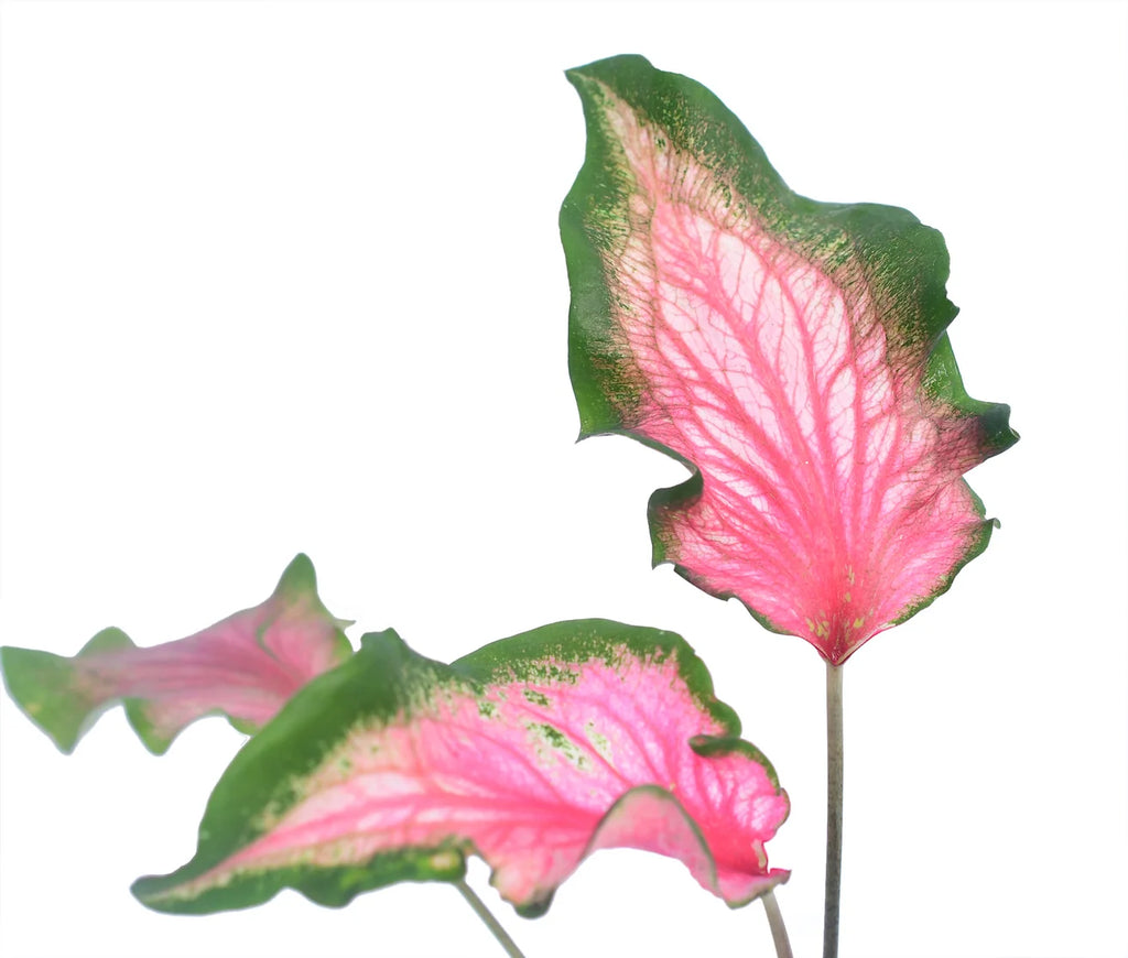 Caladium Dance Skirt Tissue Culture Grower's Choice