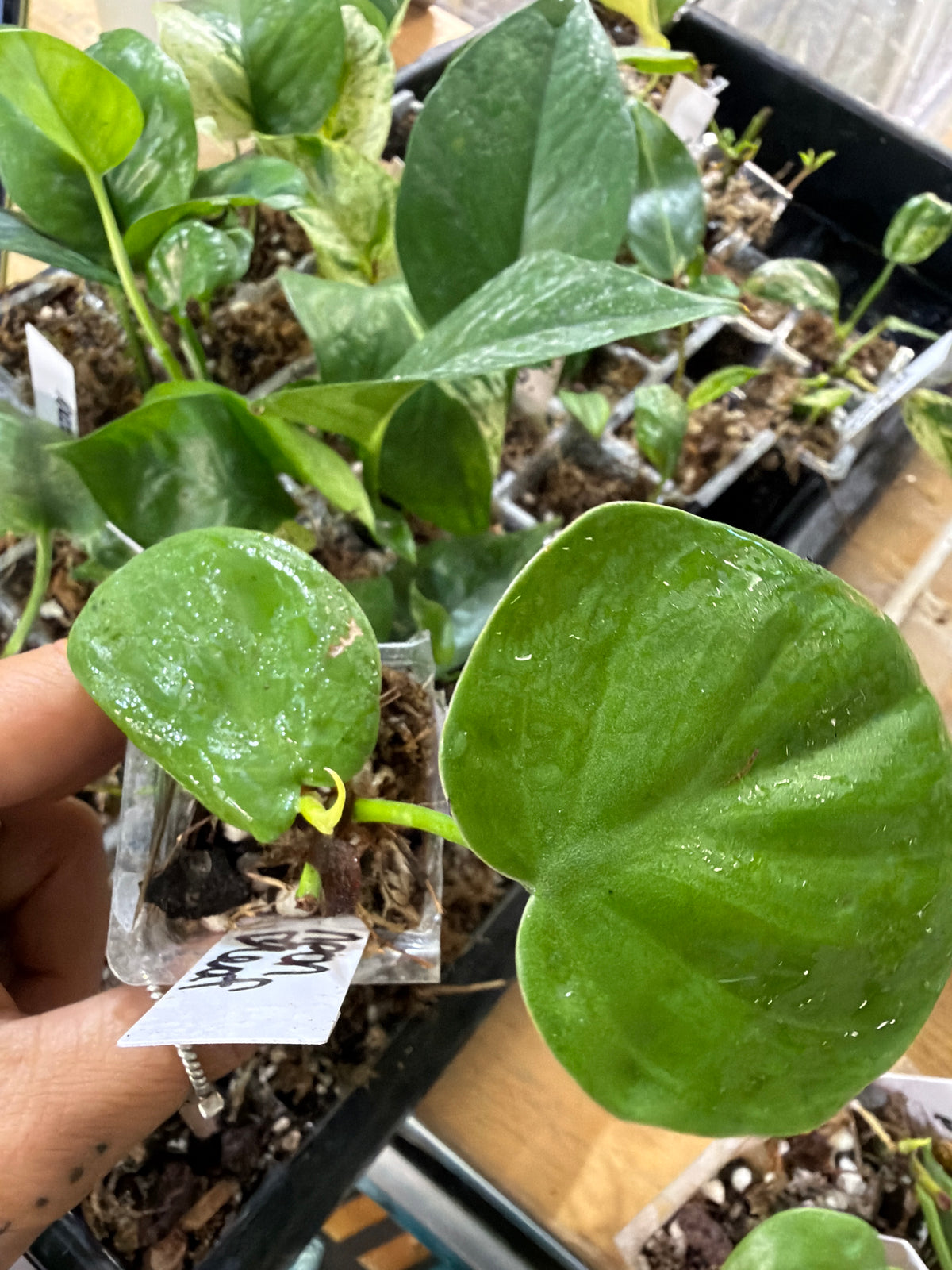 #411 philodendron hederaceum neon (neon heartleaf) - 2” starter plant