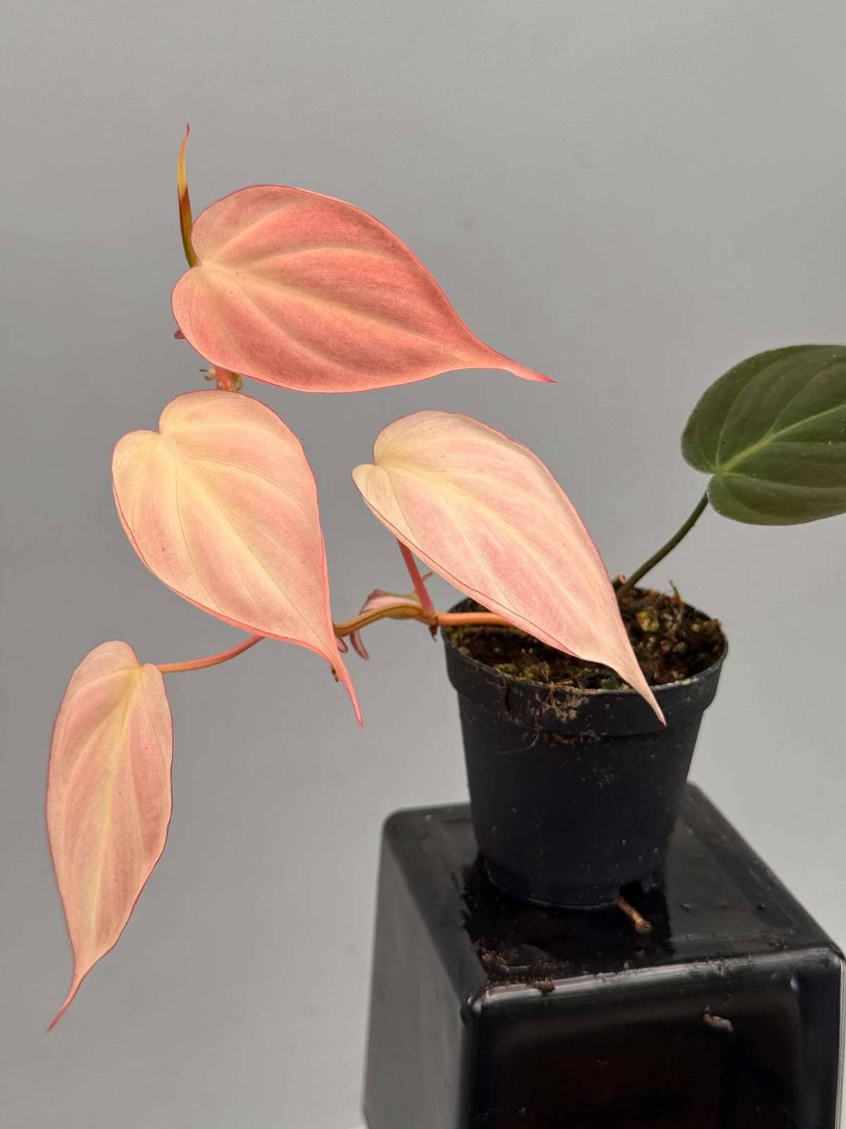 Micans True Pink Tissue Culture Grower's Choice