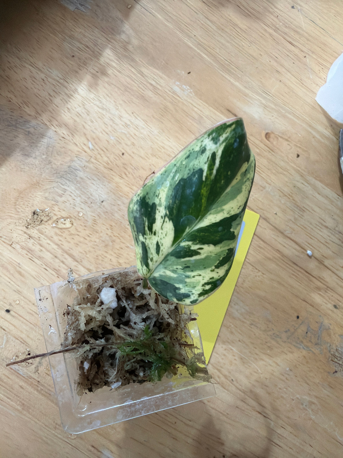 #407 Philodendron Emerald King (lightly rooted)