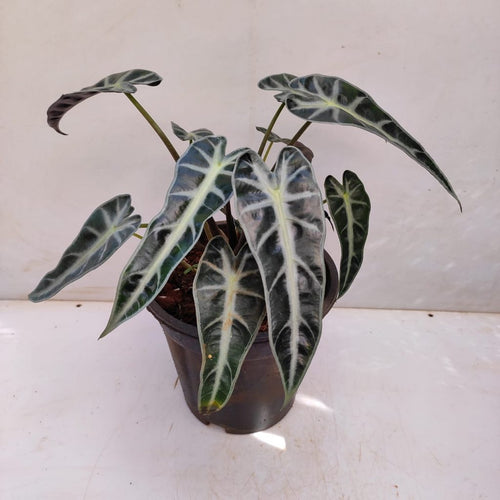 Alocasia Bambino Green Tissue Culture Grower's Choice