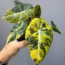 Alocasia Black Velvet Gold Tissue Culture Grower's Choice