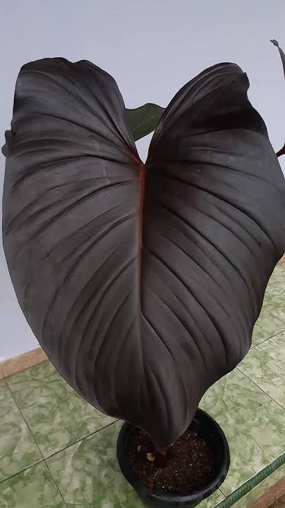 Homalomena Black Queen of Hearts Tissue Culture Grower's Choice