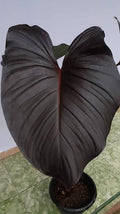 Homalomena Black Queen of Hearts Tissue Culture Grower's Choice