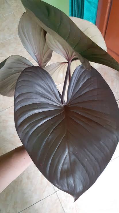 Homalomena Black Queen of Hearts Tissue Culture Grower's Choice