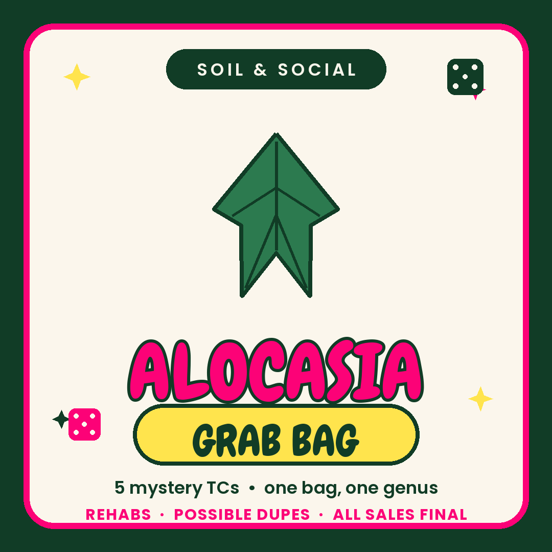 Alocasia Tissue Culture Rehab Grab bag Grower's Choice