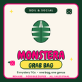 Monstera Tissue Culture Rehab Grab bag Grower's Choice