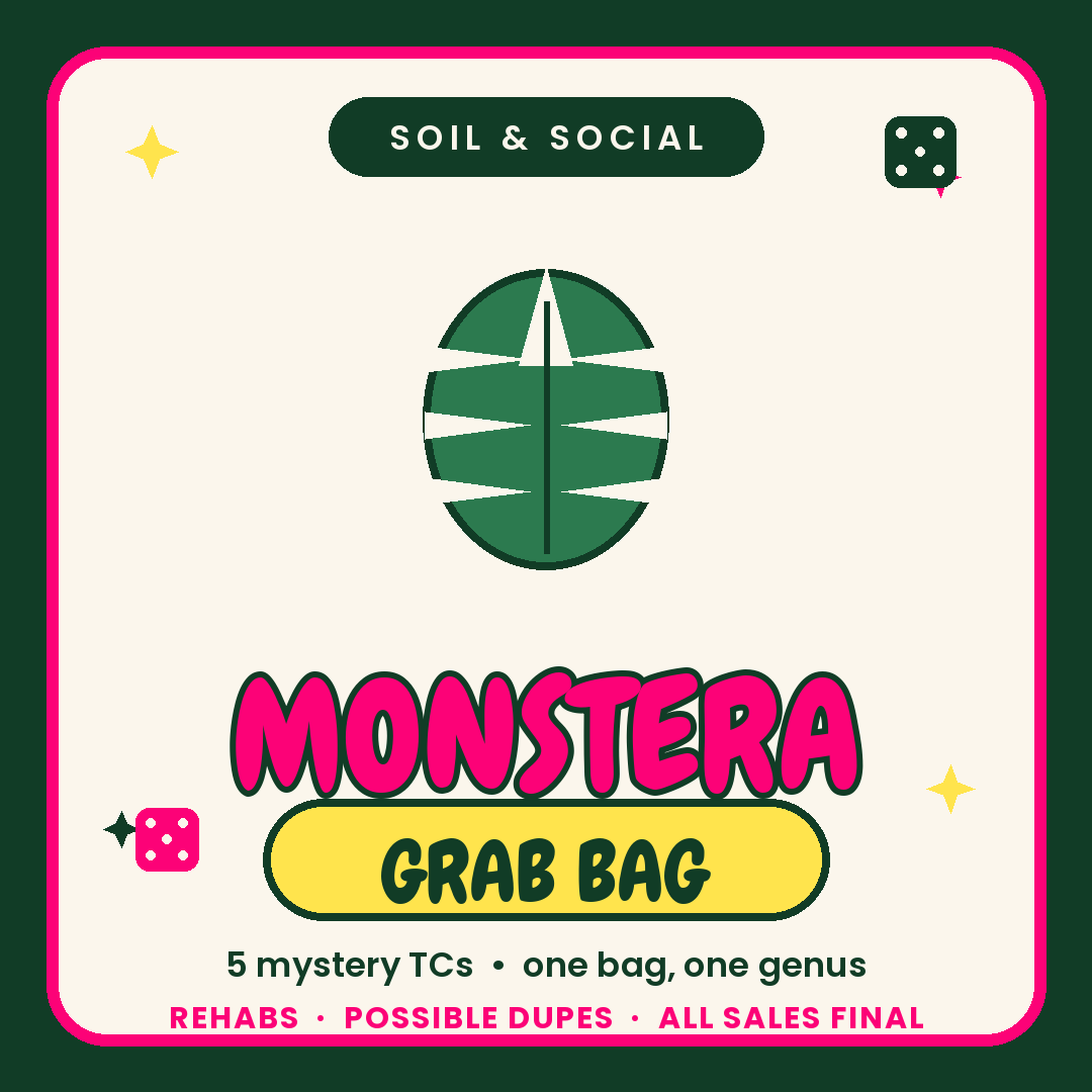 Monstera Tissue Culture Rehab Grab bag Grower's Choice