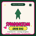 Syngonium Tissue Culture Rehab Grab bag Grower's Choice