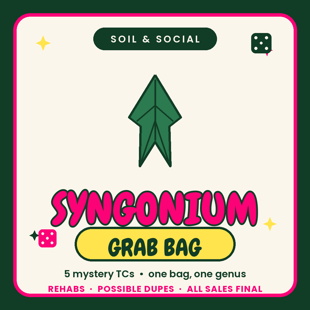 Syngonium Tissue Culture Rehab Grab bag Grower's Choice
