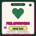 Philodendron Tissue Culture Rehab Grab bag Grower's Choice