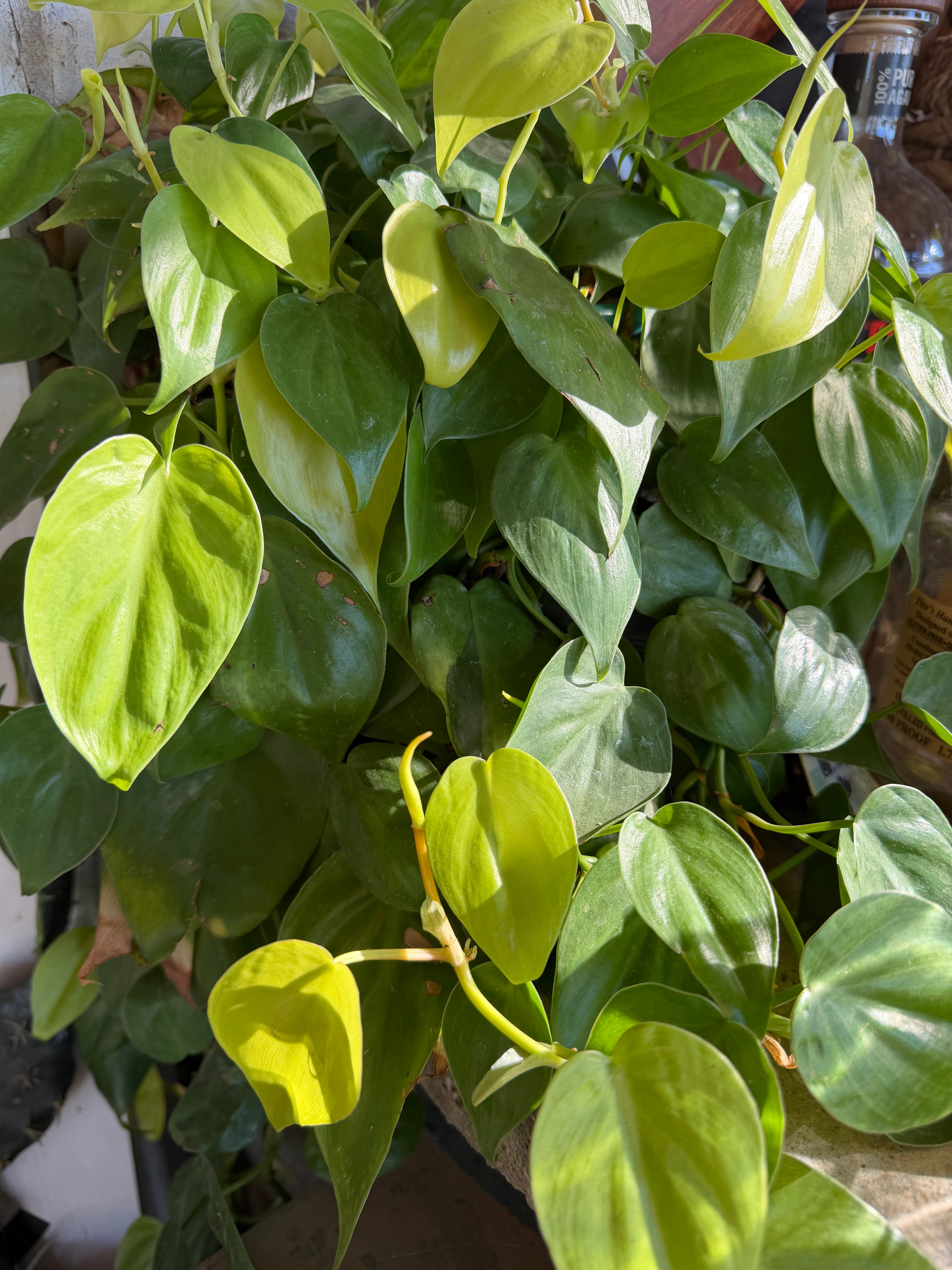 #411 philodendron hederaceum neon (neon heartleaf) - 2” starter plant