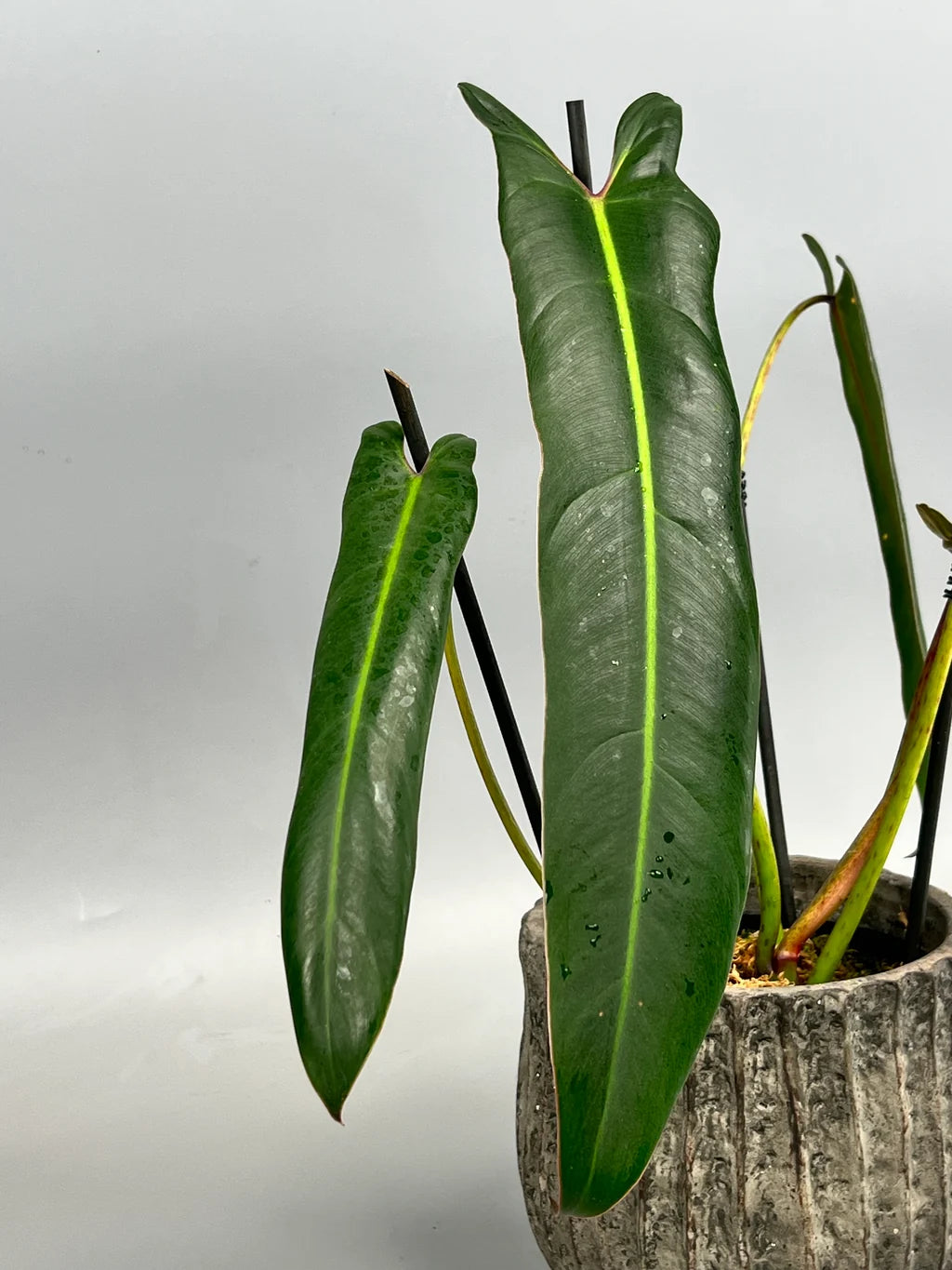 Philodendron Spiritus Sancti Tissue Culture Grower's Choice