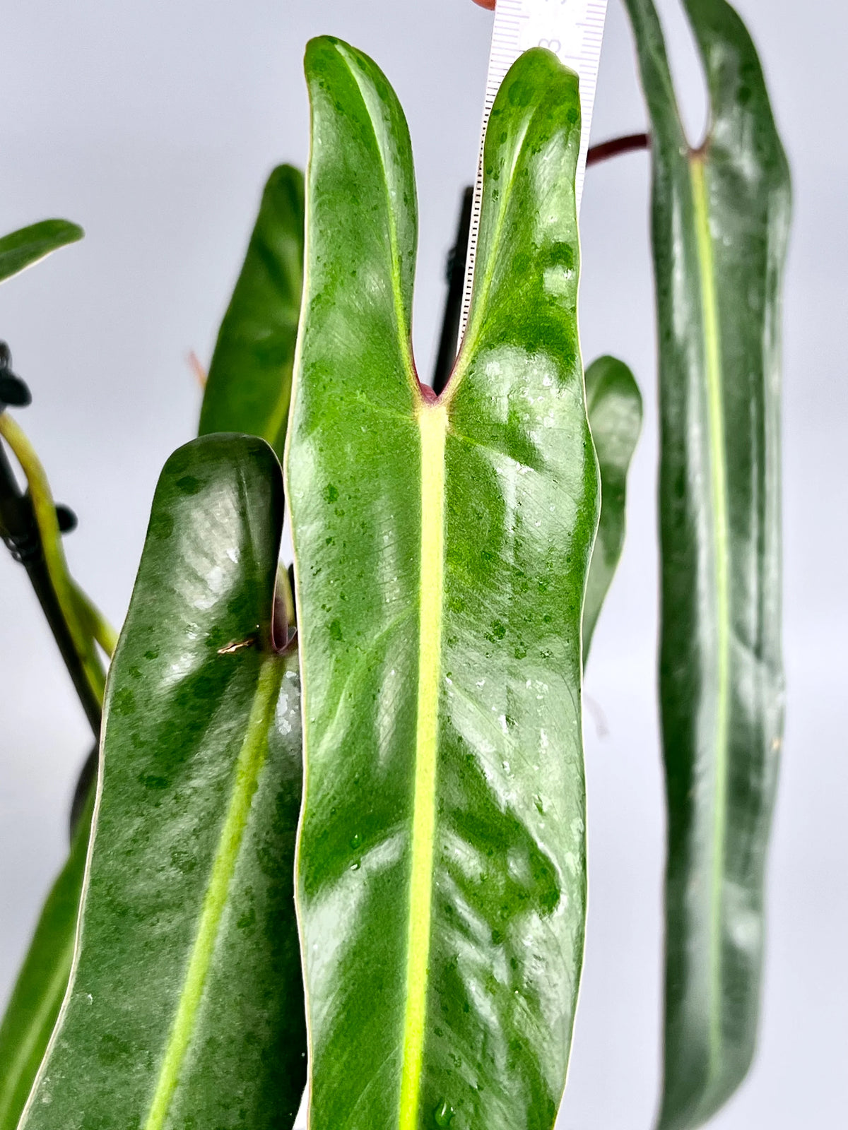 Philodendron Spiritus Sancti Tissue Culture Grower's Choice
