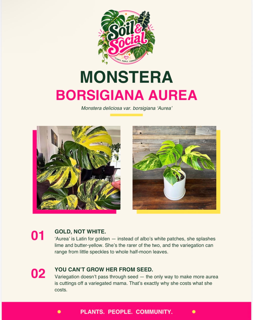 Monstera Borsigiana Aurea Tissue Culture Grower's Choice