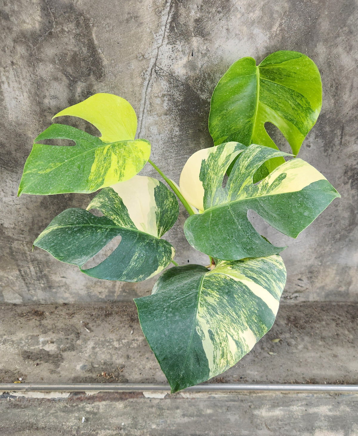 Monstera Borsigiana Aurea Tissue Culture Grower's Choice