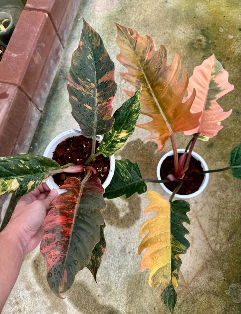 Philodendron Fire Tiger Tissue Culture Grower's Choice
