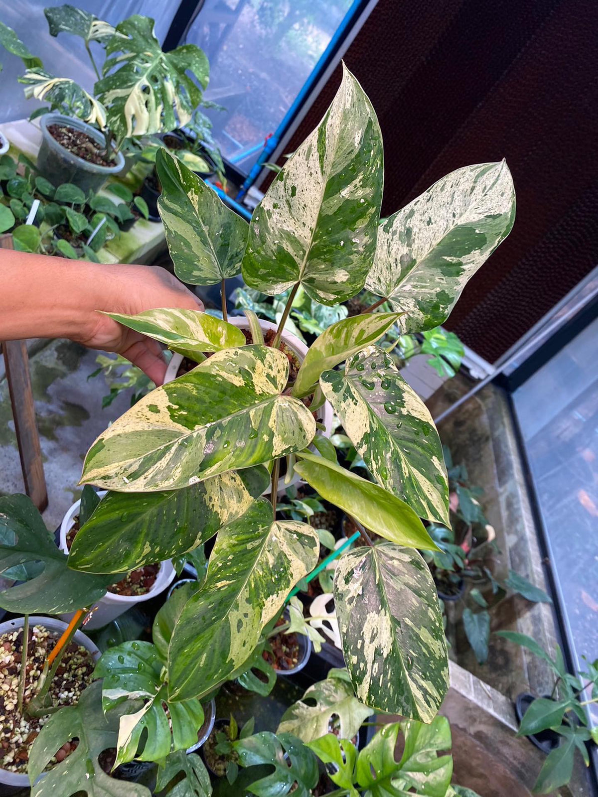 Philodendron Emerald Queen Variegated Tissue Culture Grower's Choice
