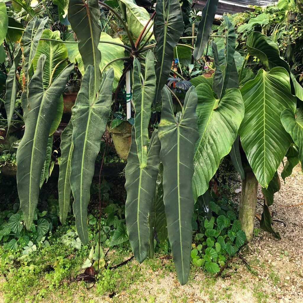 Philodendron Spiritus Sancti Tissue Culture Grower's Choice